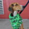 Shamrock