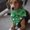 Shamrock