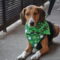 Shamrock