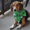 Shamrock