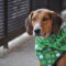 Shamrock