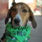 Shamrock