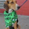 Shamrock