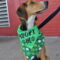 Shamrock