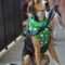 Shamrock
