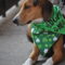 Shamrock