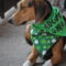 Shamrock