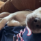 Sadie