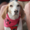 Lecie