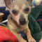 Benji (chi)