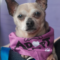 Benji (chi)