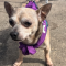 Benji (chi)
