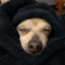 Benji (chi)