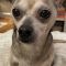 Benji (chi)
