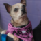 Benji (chi)