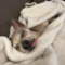 Benji (chi)