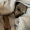 Benji (chi)