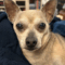 Benji (chi)