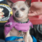Benji (chi)