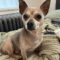 Benji (chi)