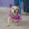 Benji (chi)