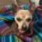 Benji (chi)