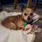 Benji (chi)