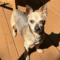 Benji (chi)