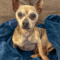 Benji (chi)
