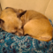 Benji (chi)
