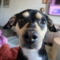 Rascal