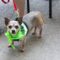Benji (chi)