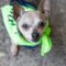 Benji (chi)