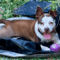 Gidget