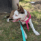 Gidget