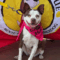 Gidget