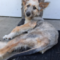 Willow