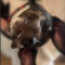 Finn