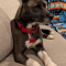 Sassie