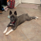Sassie