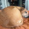 Honey 2